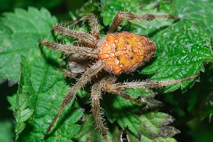 Araneus diadematus